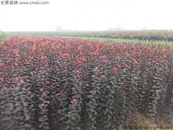 紅葉李種子發芽出苗圖片