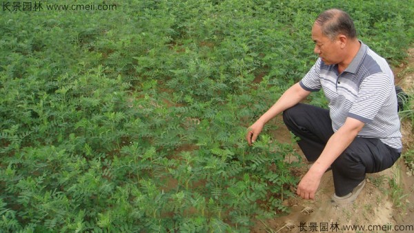 黃芪種子發芽出苗圖片