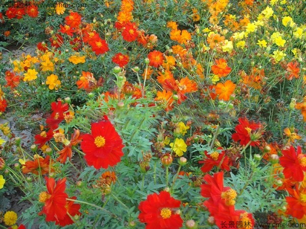 硫華菊種子發芽出苗圖片