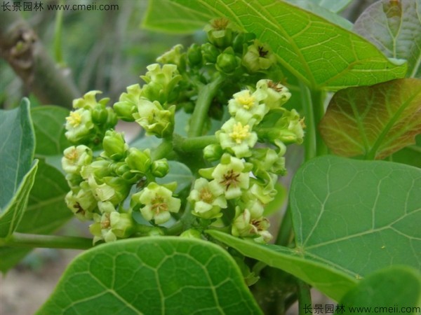 麻瘋樹種子發芽出苗圖片