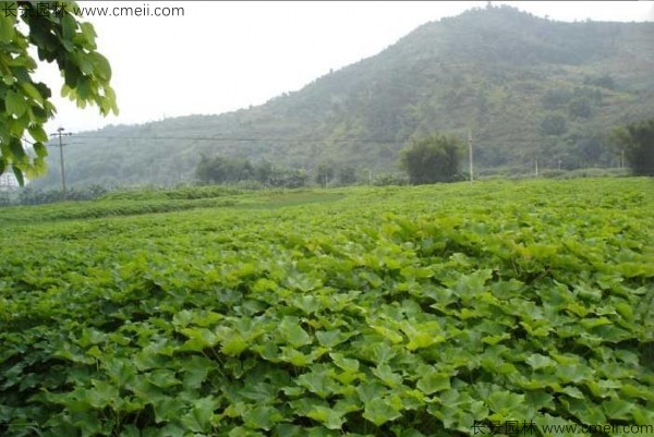 麻瘋樹種子發芽出苗圖片