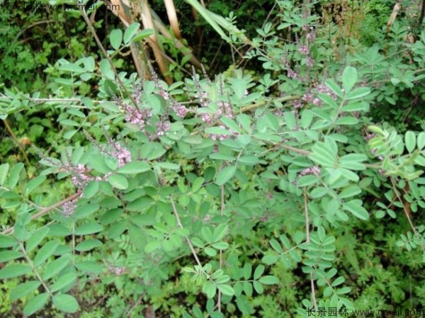 馬棘種子發芽出苗圖片