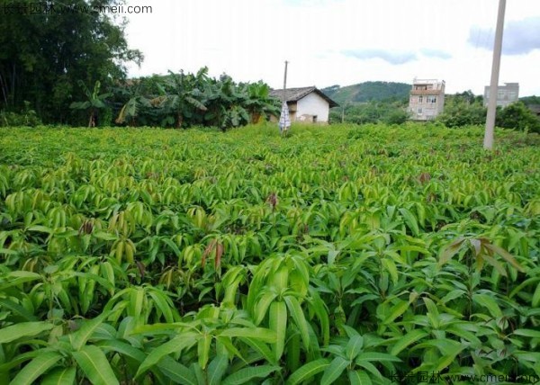 芒果種子發芽出苗圖片