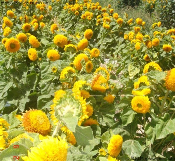 迷你向日葵種子發芽出苗開花圖片