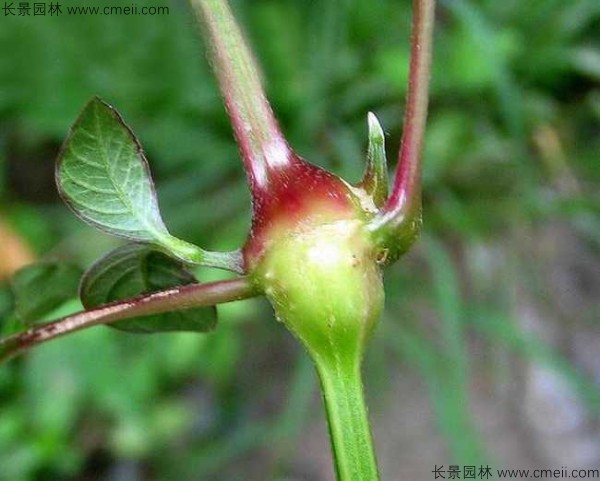 牛膝種子發芽出苗圖片