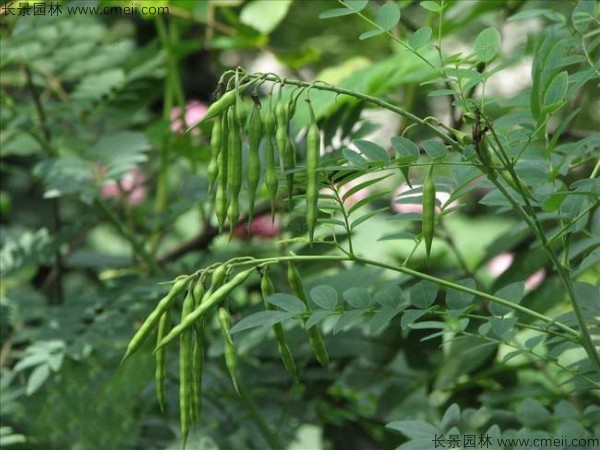 苦參種子發芽出苗圖片