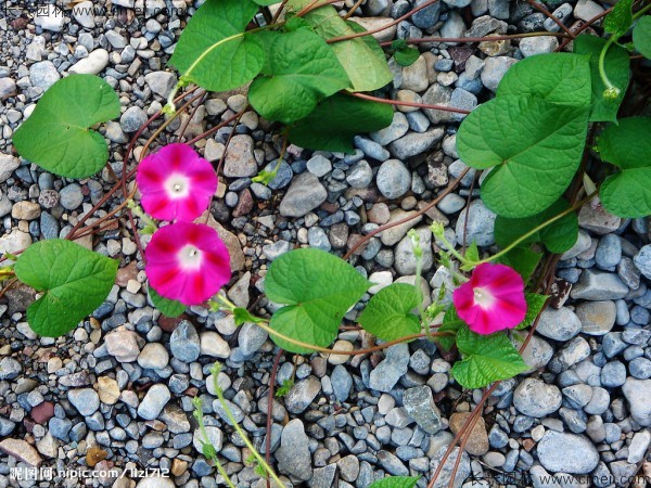 牽?；ǚN子發芽出苗開花圖片