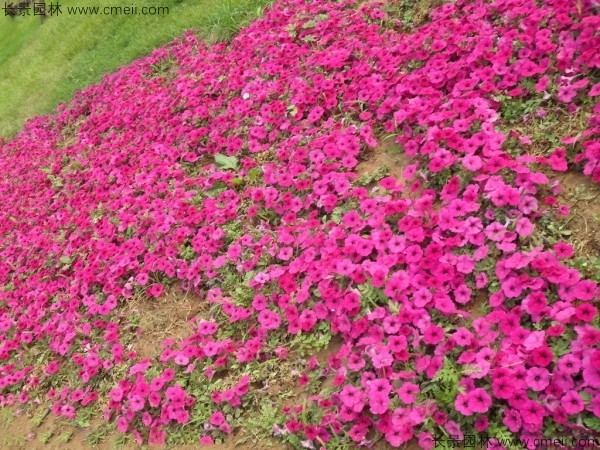 牽?；ǚN子發芽出苗開花圖片