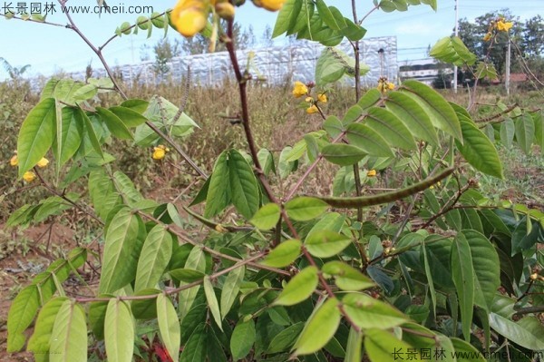 蛇滅門種子開花發芽出苗圖片