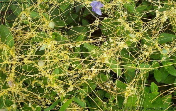 植物菟絲子圖片