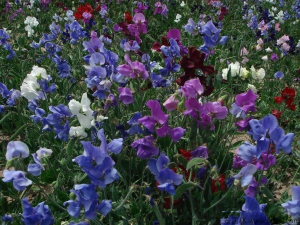 豌豆發芽出苗開花圖片