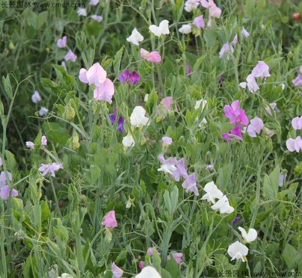 豌豆發芽出苗開花圖片