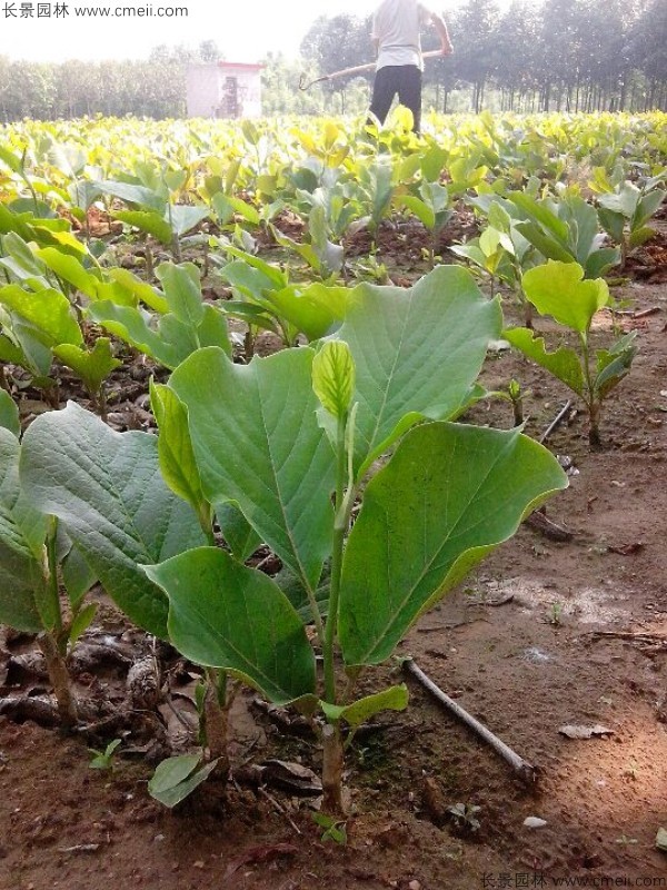 白玉蘭種子發芽出苗圖片