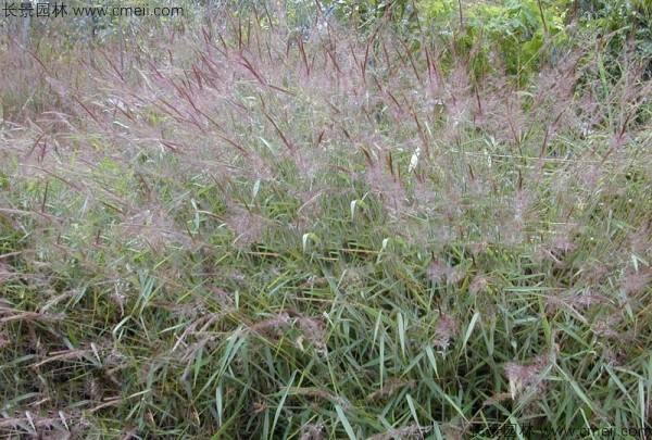 糖蜜草種子發芽出苗圖片