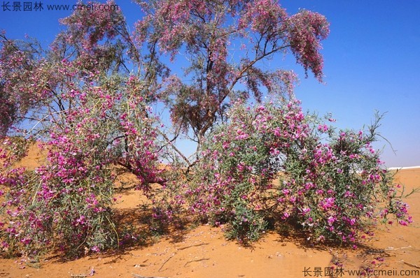 花棒開花圖片