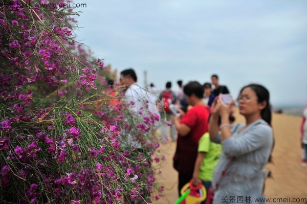 花棒開花圖片