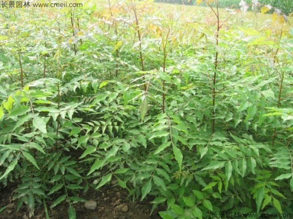 黃連木種子發芽出苗圖片