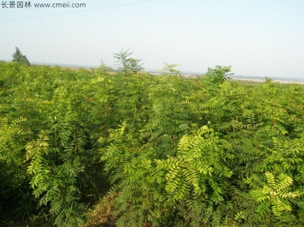 黃連木種子發芽出苗圖片