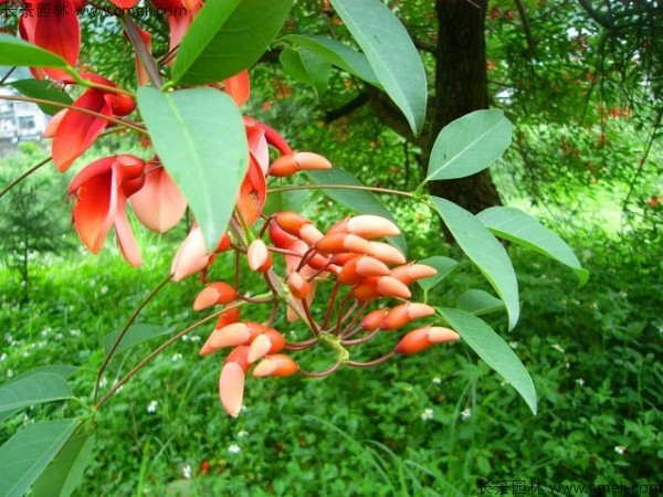 雞冠刺桐種子發芽出苗開花圖片