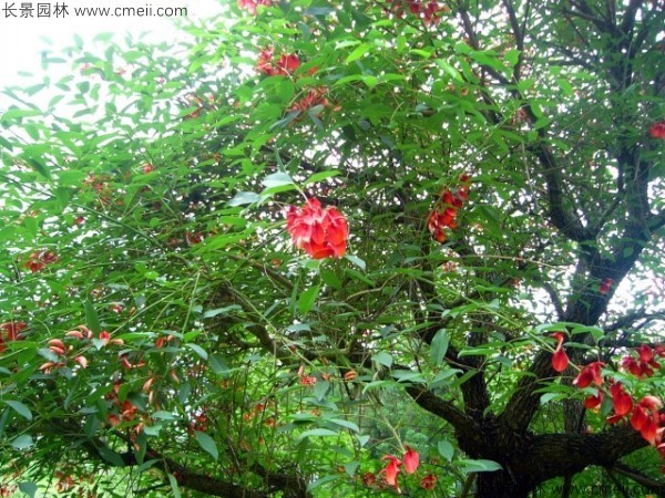 雞冠刺桐種子發芽出苗開花圖片