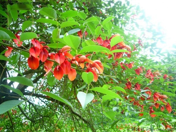 雞冠刺桐種子發芽出苗開花圖片