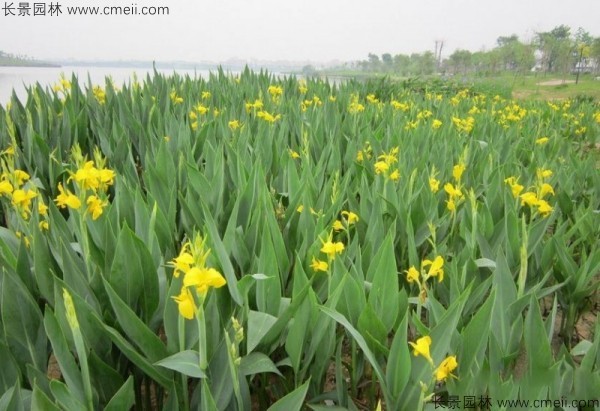 美人蕉種子發芽出苗開花圖片