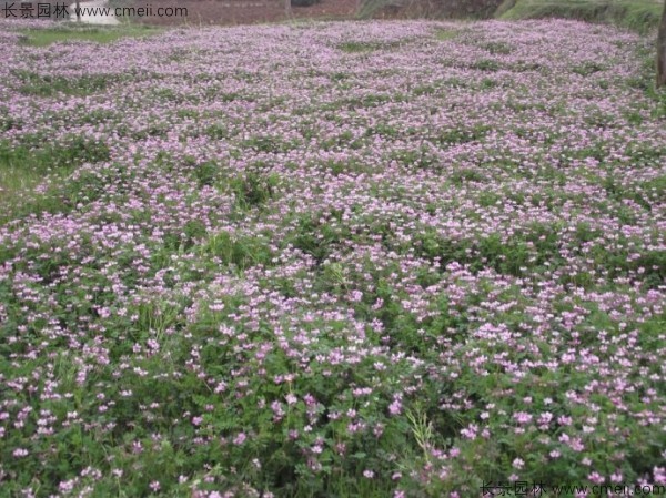 紫云英種子發芽出苗開花圖片