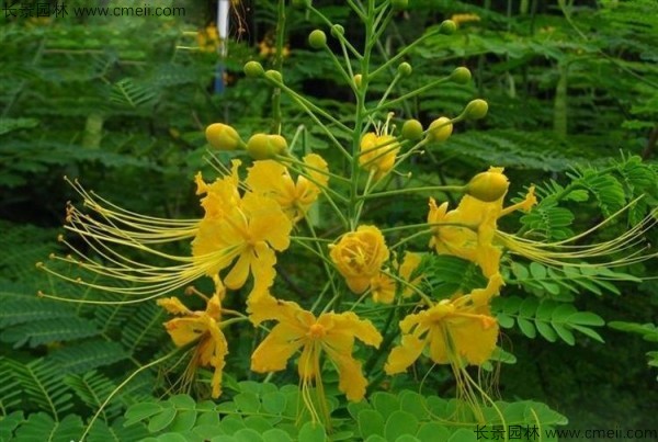 洋金鳳開(kāi)花圖片