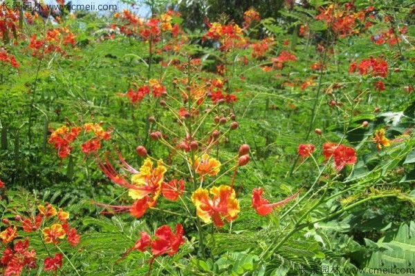 洋金鳳開(kāi)花圖片