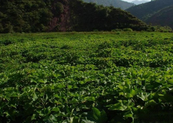 油桐樹種子發芽出苗圖片