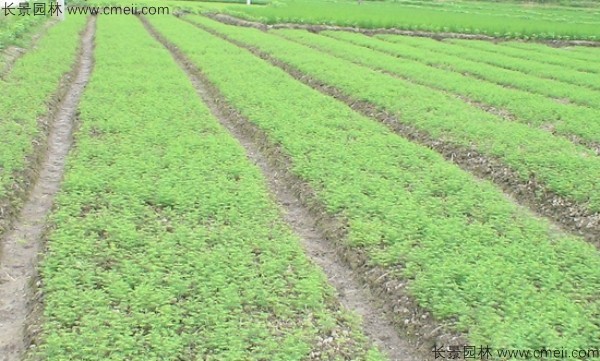 池杉種子發芽出苗圖片