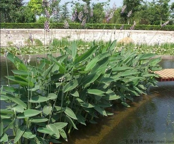 再力花種子發芽出苗圖片