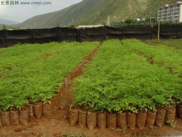 辣木樹種子發芽出苗圖片