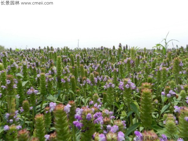 夏枯球種子發芽出苗開花圖片