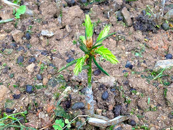 榧子種子發芽出苗圖片