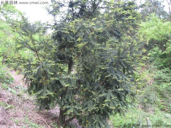 榧子種子發芽出苗圖片