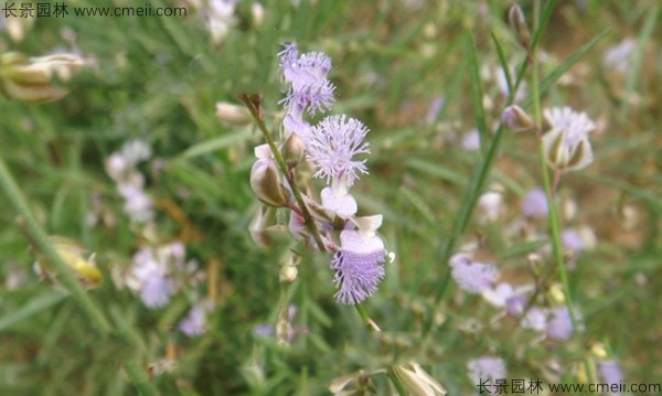 遠(yuǎn)志種子發(fā)芽出苗開(kāi)花圖片