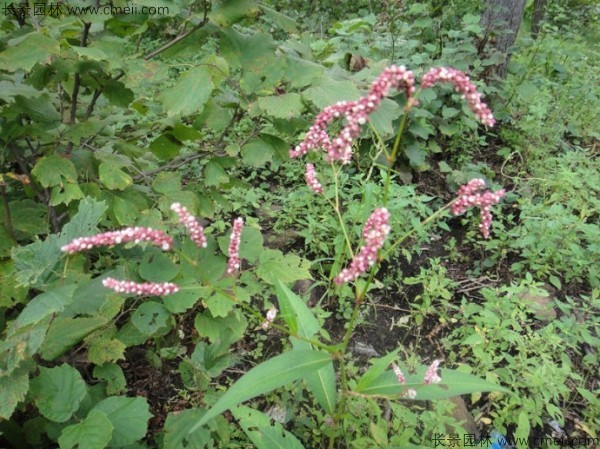 水紅花種子發芽出苗開花圖片