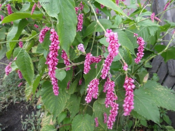 水紅花種子發芽出苗開花圖片