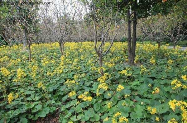 大吳風草種子發芽出苗開花圖片