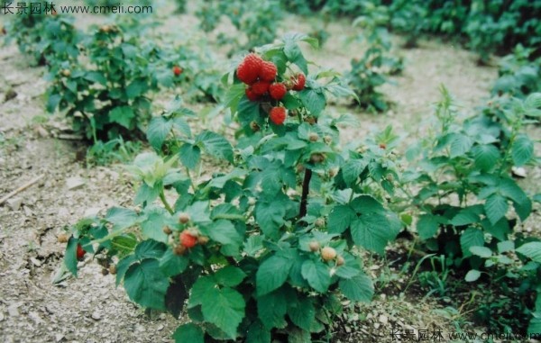 樹莓種子發芽出苗圖片