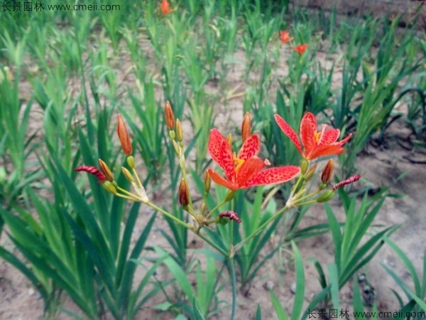 射干種子發芽出苗開花圖片