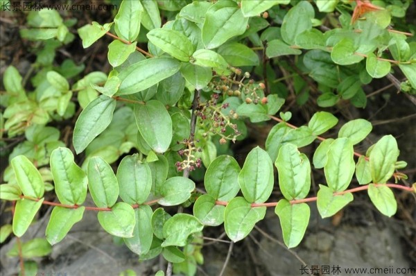 馬桑種子發芽出苗圖片