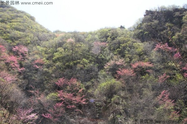 巨紫荊種子發(fā)芽出苗開花圖片