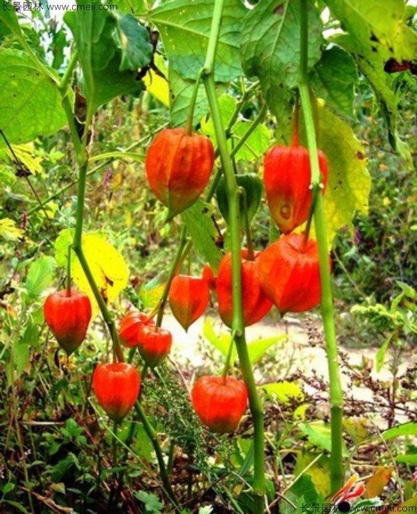 錦燈籠種子發芽出苗圖片