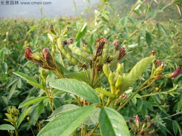 木豆種子發芽出苗開花圖片