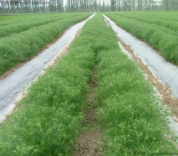 茴香種子發芽出苗圖片