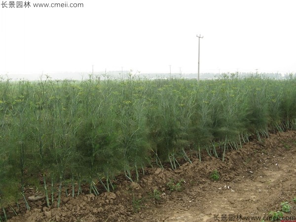 茴香種子發芽出苗圖片