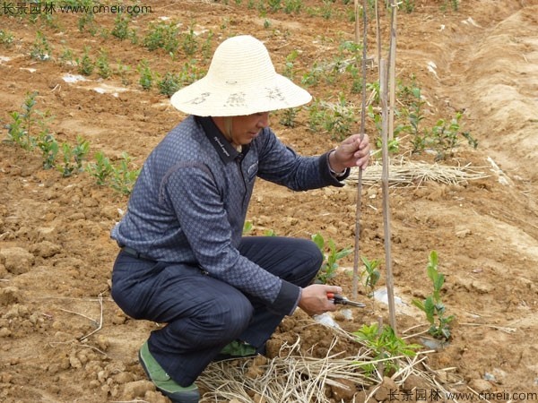 茶樹種子發芽出苗圖片