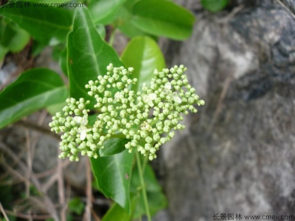 黃荊種子發芽出苗圖片